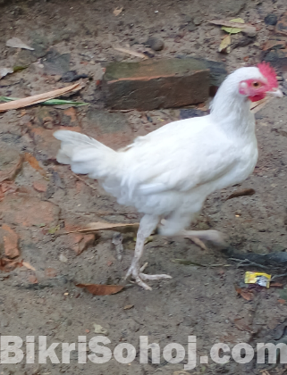 দেশি পালিত মুরগি